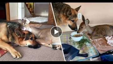 Kind-Hearted German Shepherd Dog Cares For Orphaned And Injured Fawns